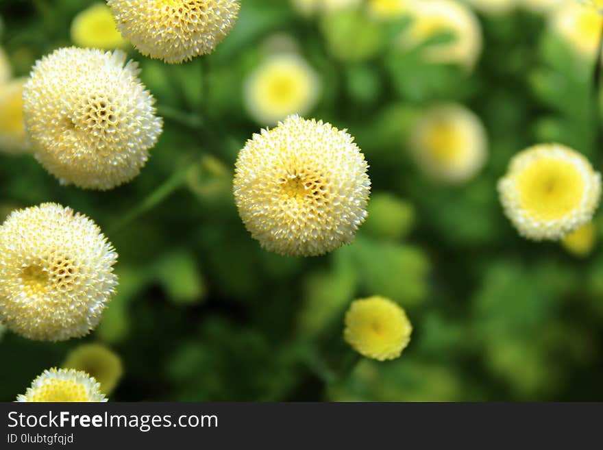 Flower, Yellow, Chamaemelum Nobile, Tansy