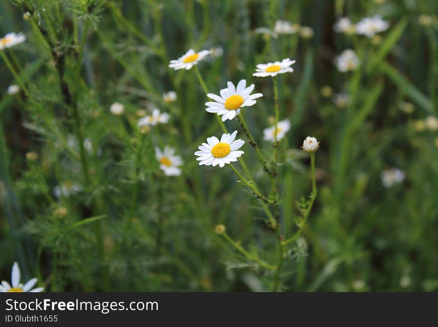 Flower, Chamaemelum Nobile, Plant, Oxeye Daisy