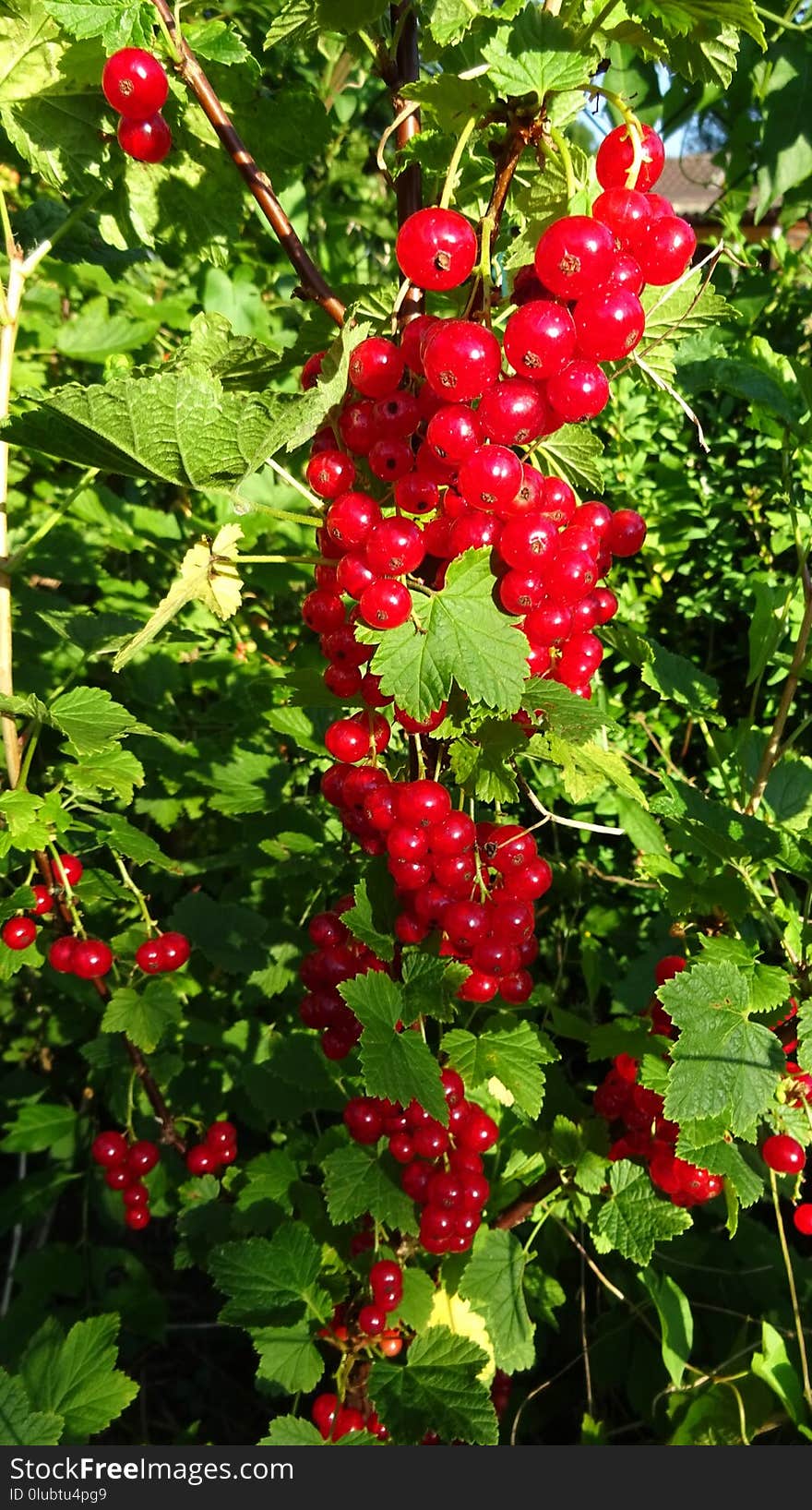 Plant, Berry, Currant, Fruit