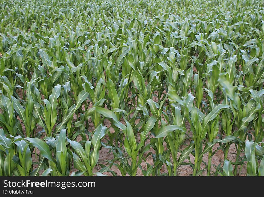 Plant, Agriculture, Crop, Field