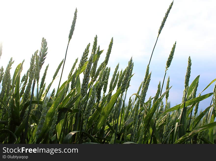 Grass, Grass Family, Crop, Triticale