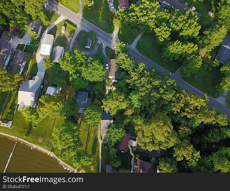 Suburb, Residential Area, Aerial Photography, Tree