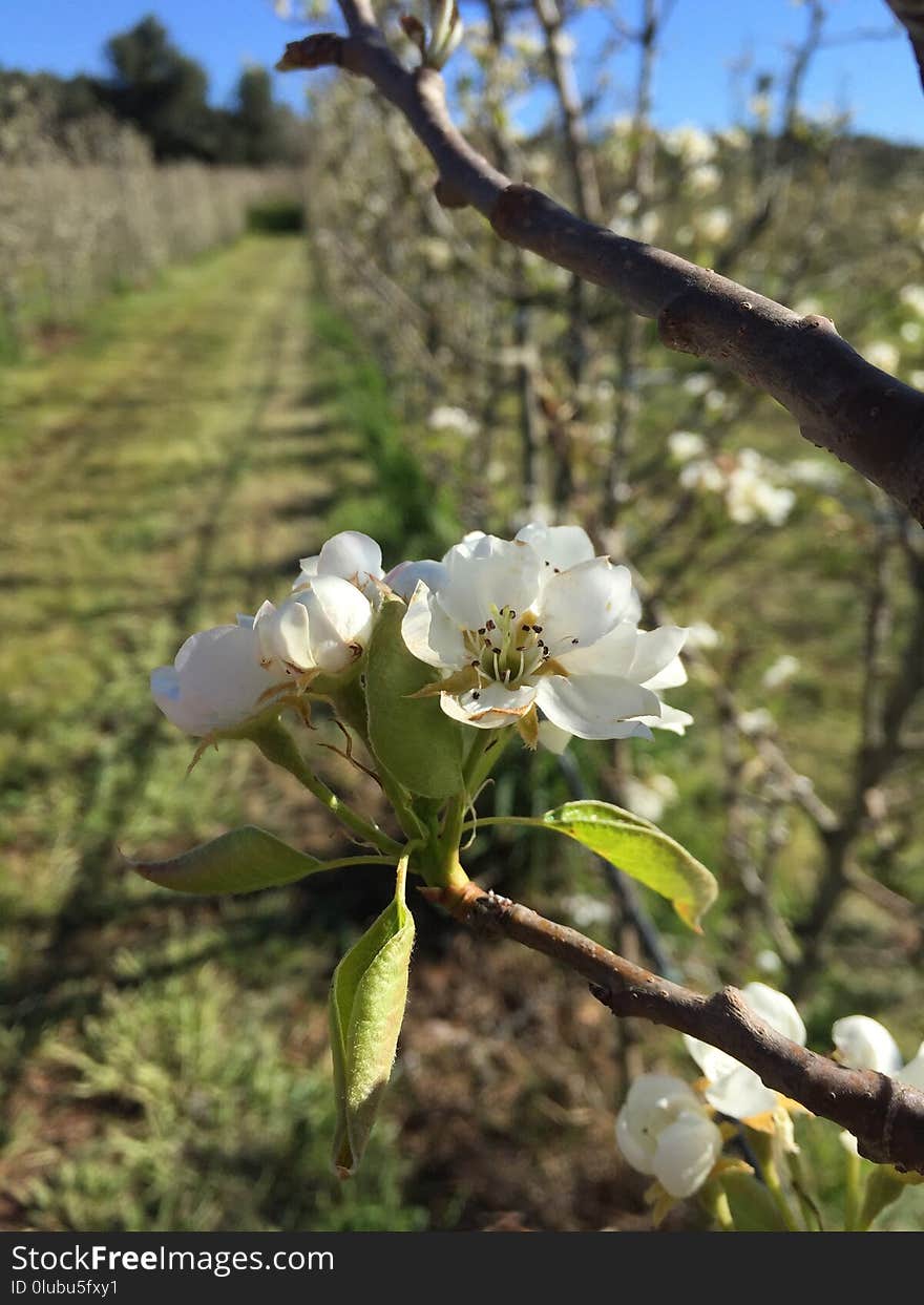 Flora, Spring, Plant, Blossom