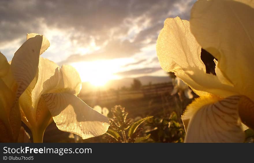 Flower, Yellow, Plant, Light