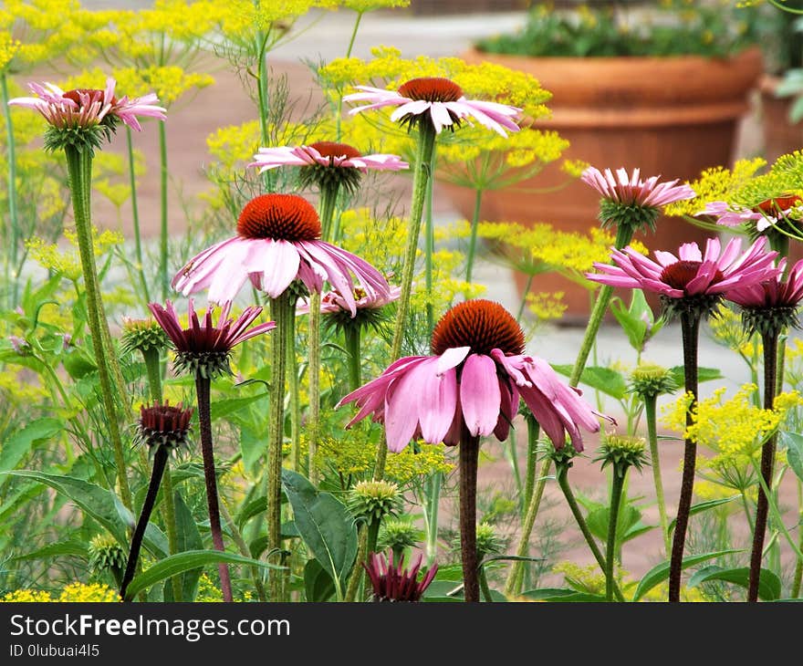 Flower, Plant, Flowering Plant, Coneflower