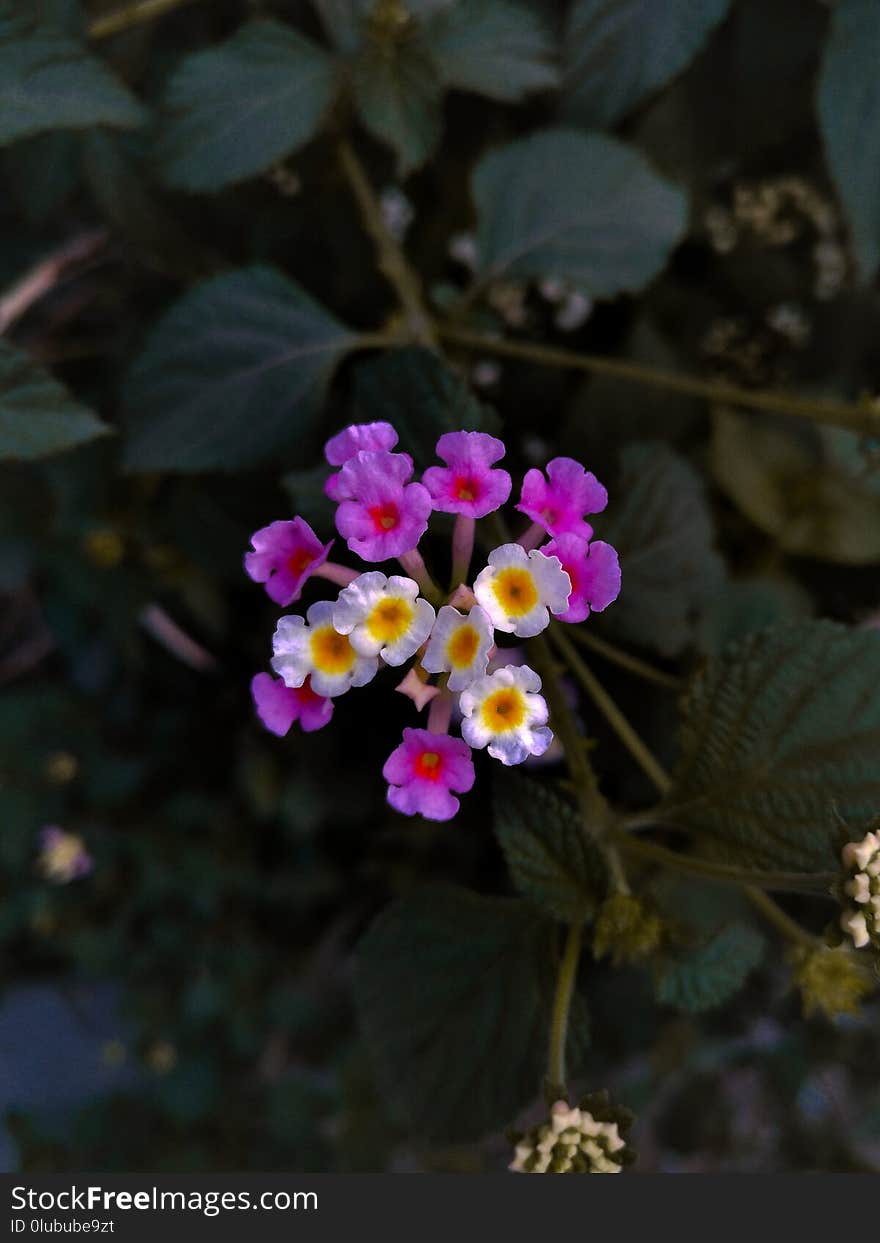 Flower, Flowering Plant, Plant, Flora