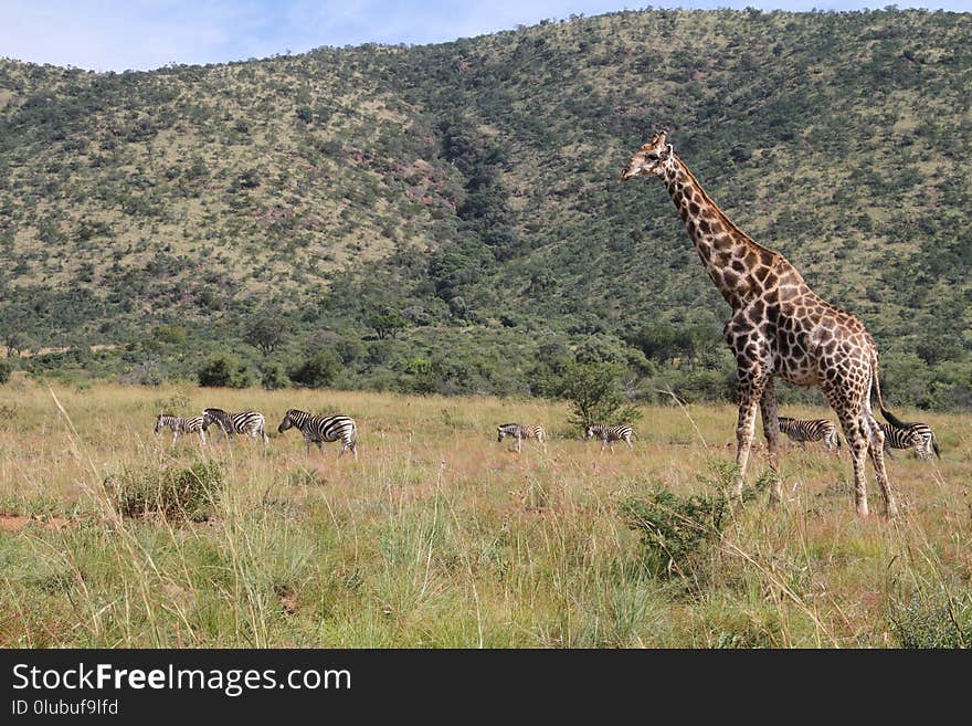 Wildlife, Giraffe, Terrestrial Animal, Grassland