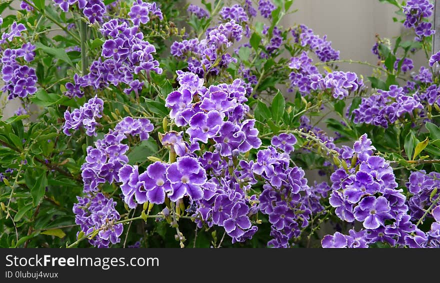 Plant, Flower, Purple, Lilac