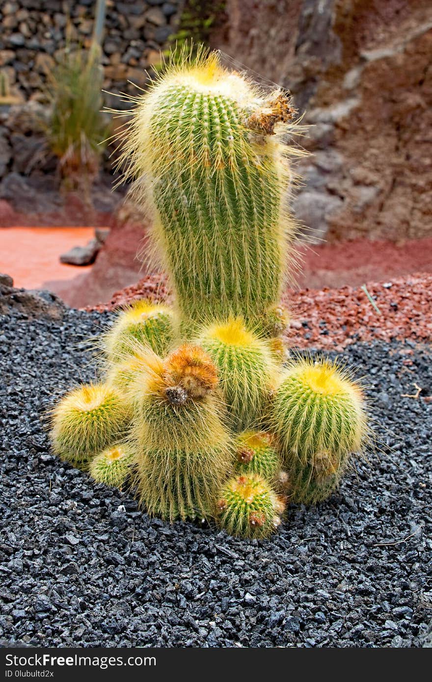 Plant, Cactus, Vegetation, Flowering Plant