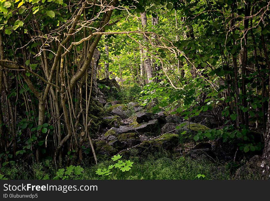 Vegetation, Nature, Nature Reserve, Forest