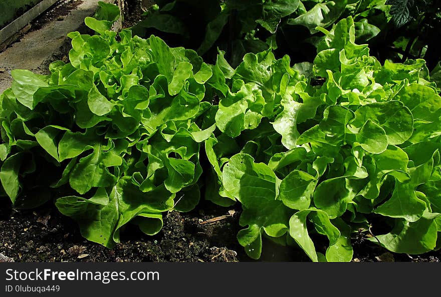 Plant, Leaf Vegetable, Leaf, Herb