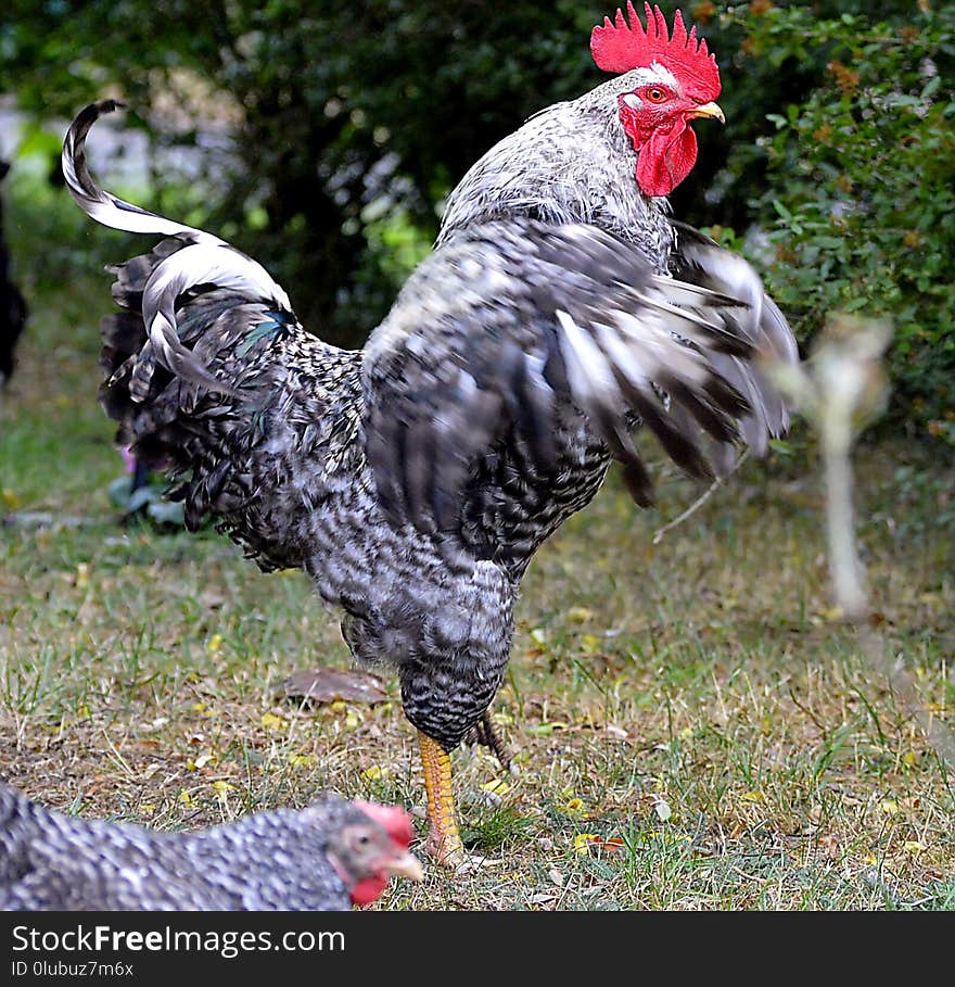 Chicken, Rooster, Galliformes, Bird