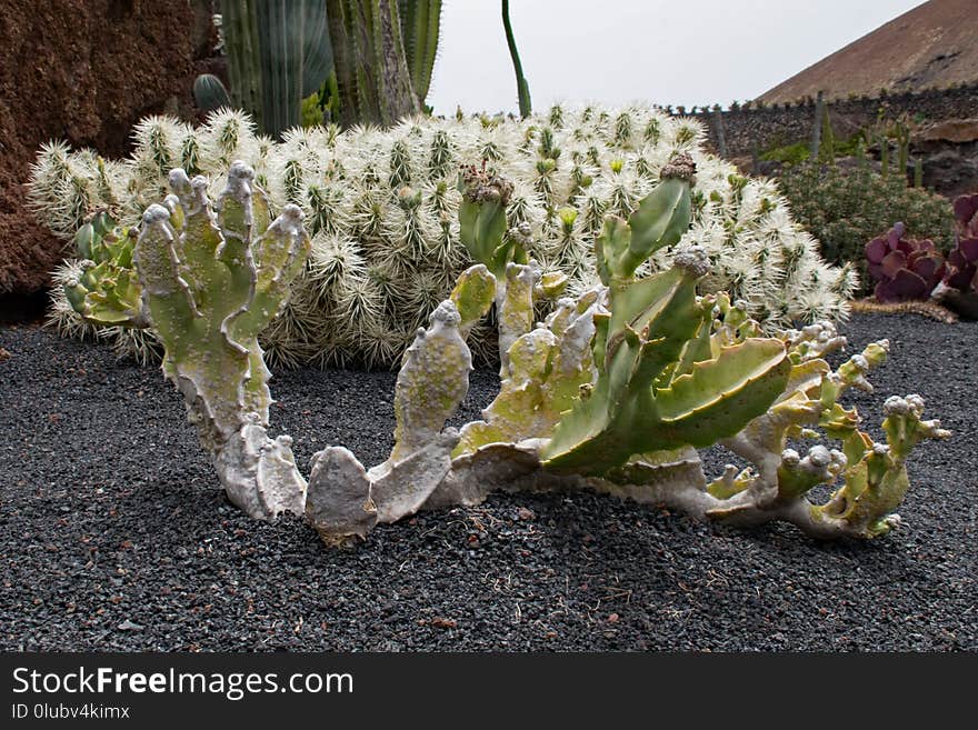 Plant, Flora, Cactus, Flowering Plant