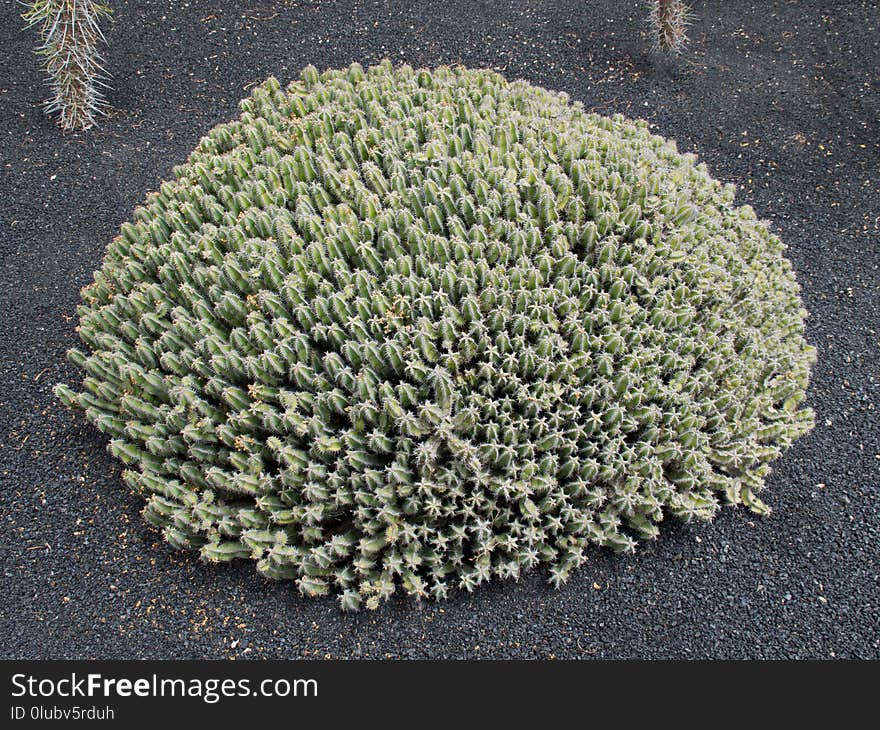 Plant, Vegetation, Tree, Grass