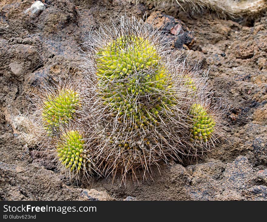 Plant, Vegetation, Flora, Ecosystem