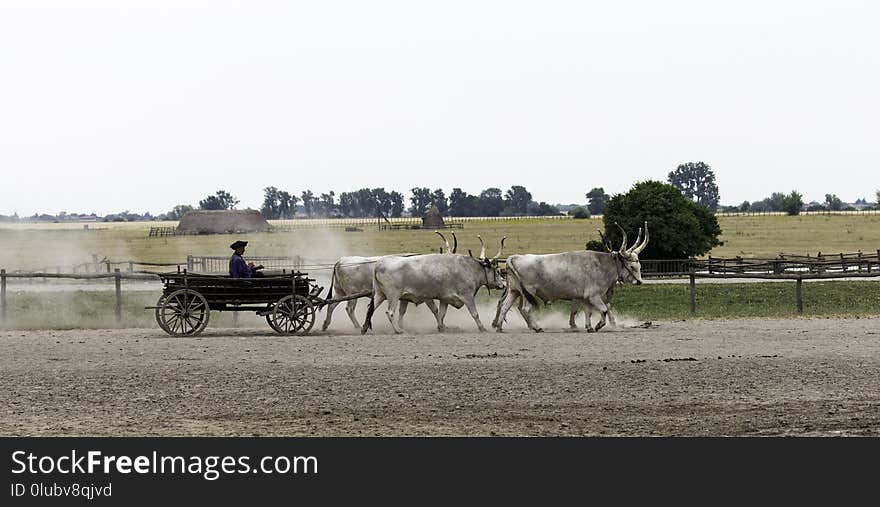 Cattle Like Mammal, Mode Of Transport, Herd, Cart