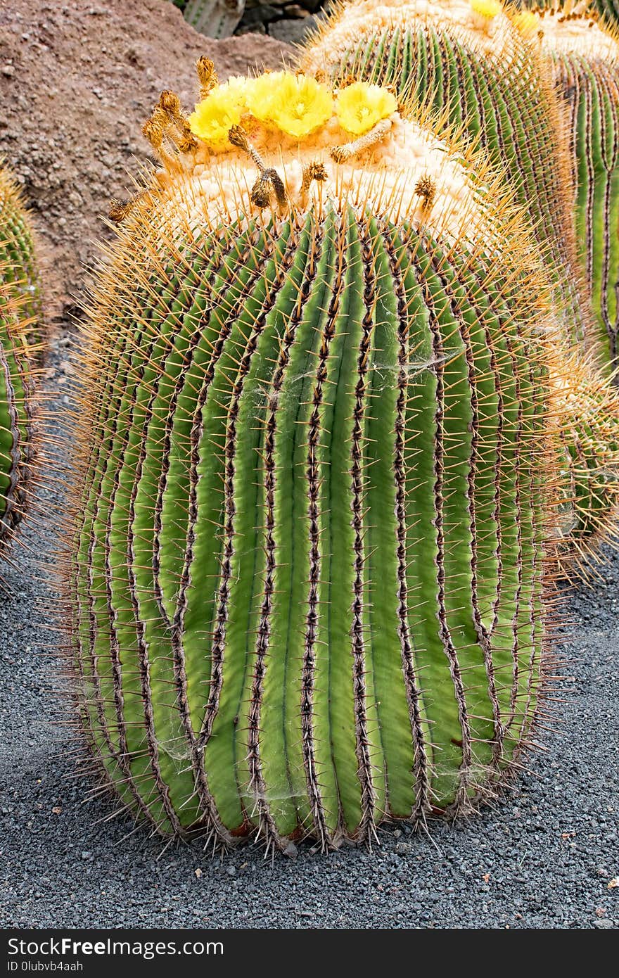 Cactus, Vegetation, Plant, Thorns Spines And Prickles