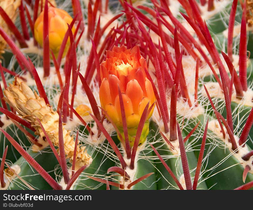 Plant, Flowering Plant, Flora, Flower