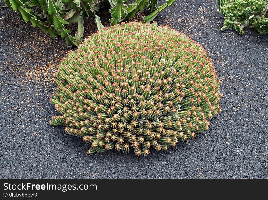 Vegetation, Plant, Grass, Grass Family