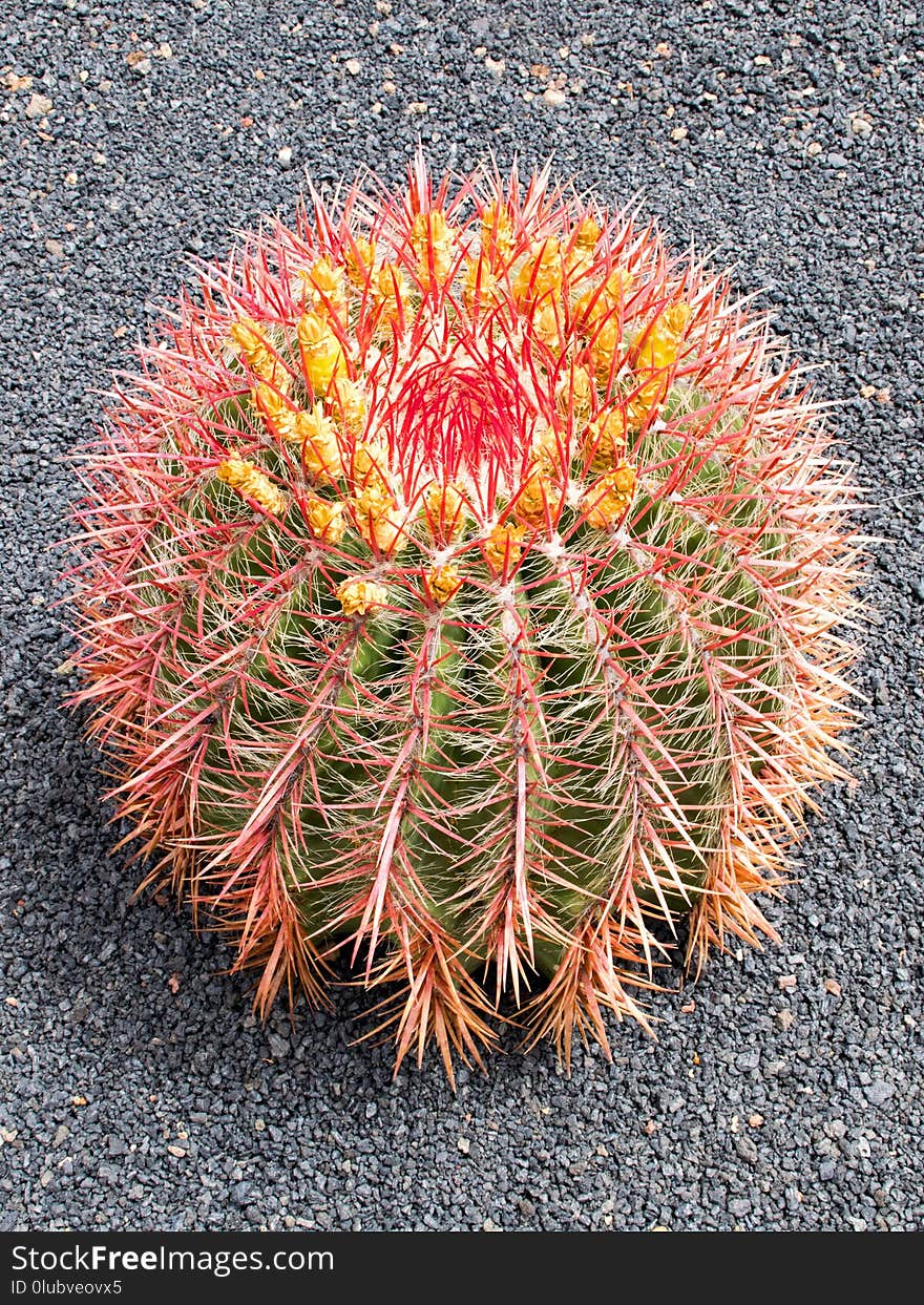 Plant, Cactus, Flowering Plant, Thorns Spines And Prickles