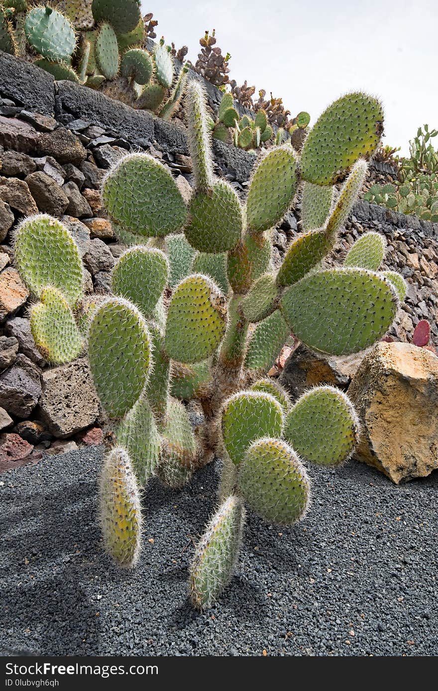 Plant, Cactus, Vegetation, Flora