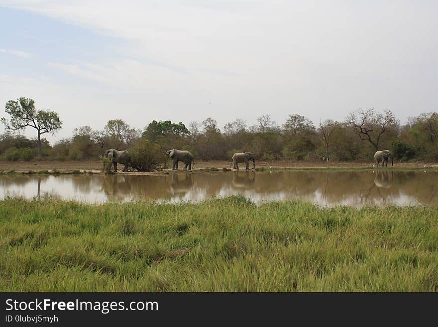 Wetland, Nature Reserve, Bank, Marsh