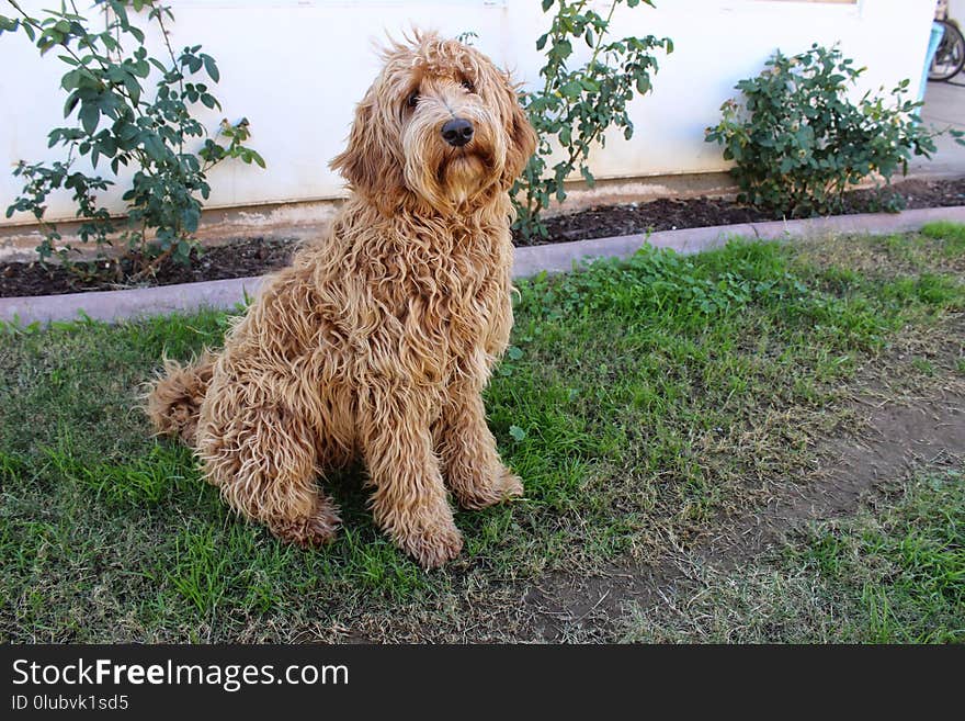 Dog, Dog Like Mammal, Dog Breed, Goldendoodle