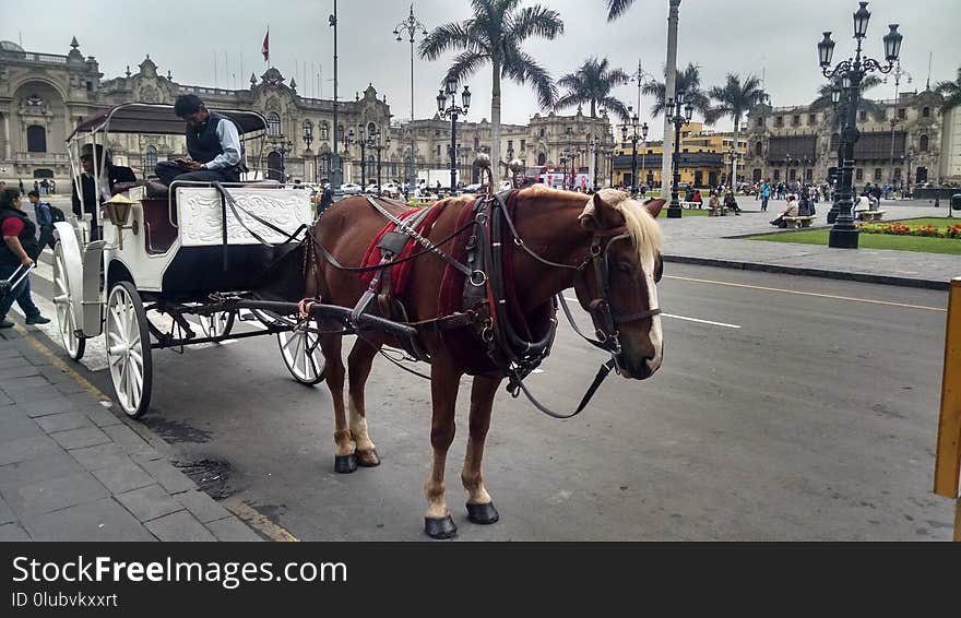 Horse And Buggy, Carriage, Horse Harness, Horse