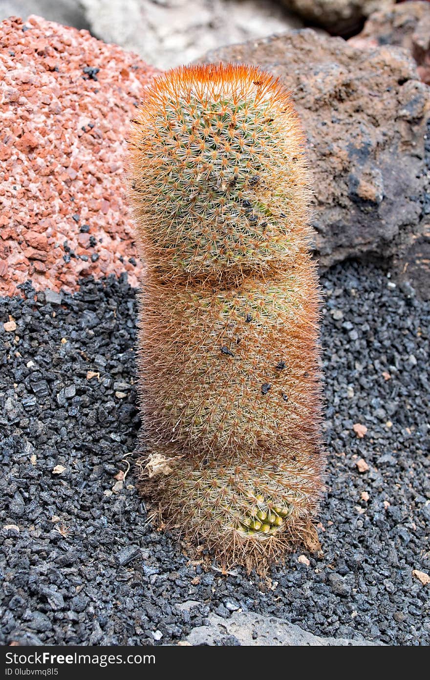 Cactus, Plant, Vegetation, Grass