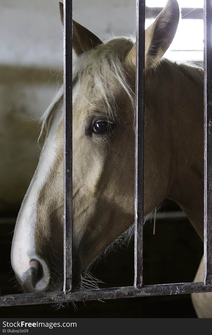 Fauna, Halter, Horse, Snout