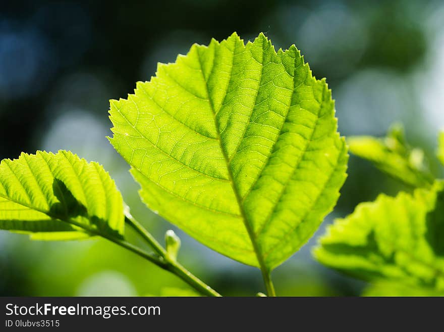 Leaf, Vegetation, Deciduous, Sunlight