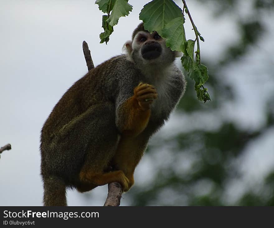 Fauna, Squirrel Monkey, Mammal, New World Monkey