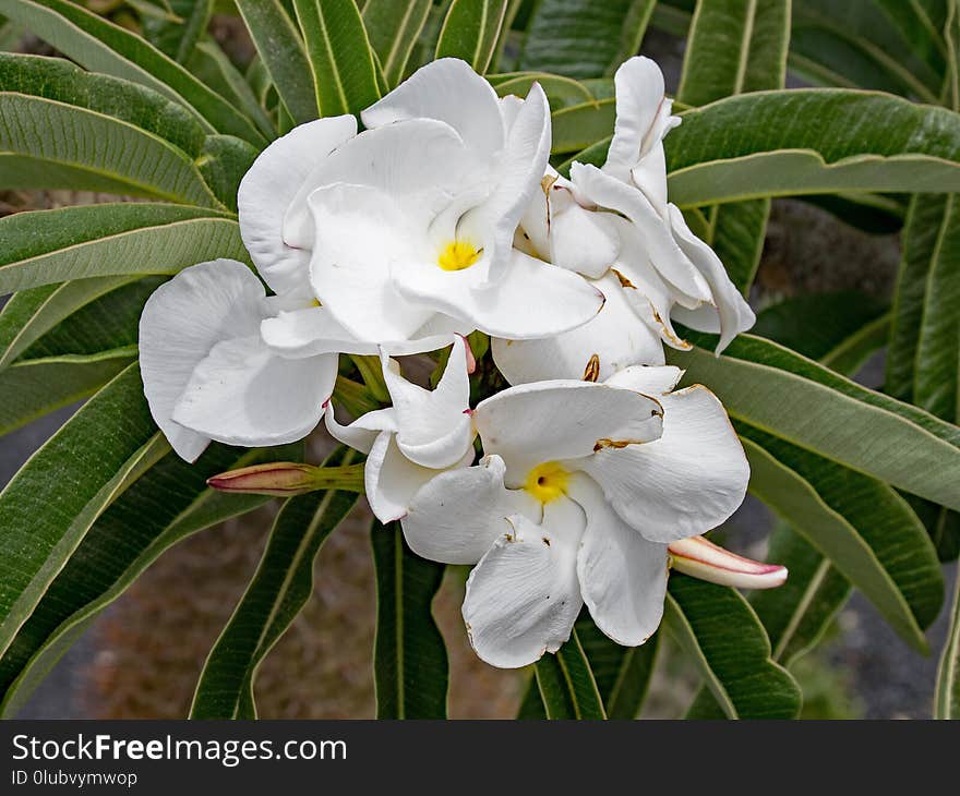 Plant, White, Flora, Flower