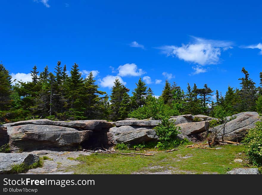 Sky, Nature, Wilderness, Tree