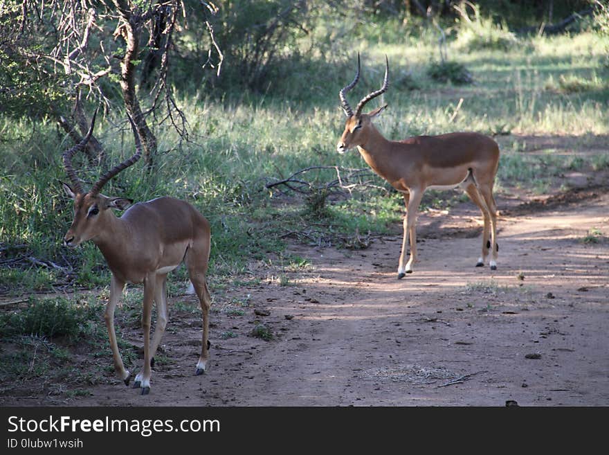 Wildlife, Fauna, Antelope, Gazelle