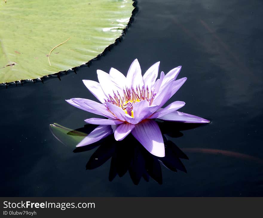 Flower, Flora, Plant, Aquatic Plant