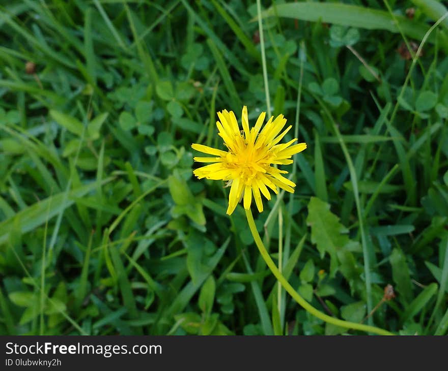 Flower, Flora, Plant, Flatweed