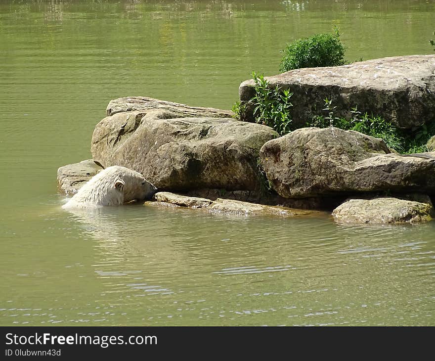 Water, Bank, River, Pond