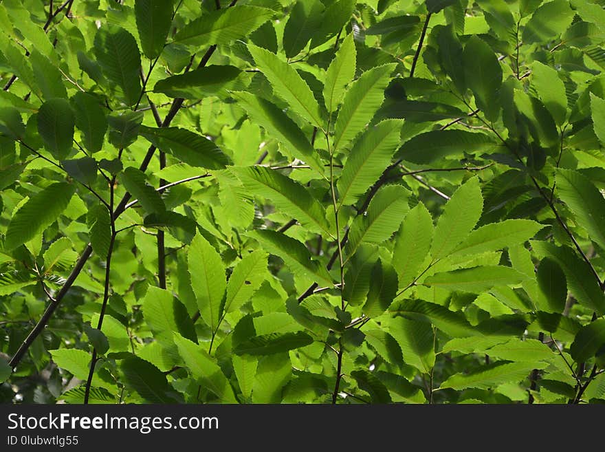 Plant, Leaf, Vegetation, Tree