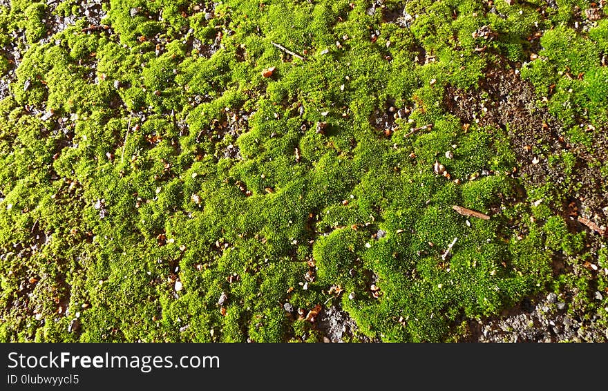 Plant, Vegetation, Moss, Non Vascular Land Plant