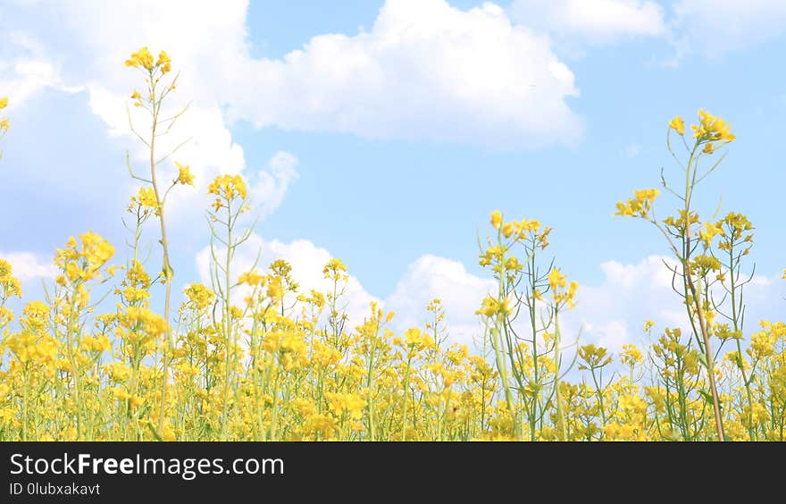 Rapeseed, Canola, Sky, Yellow