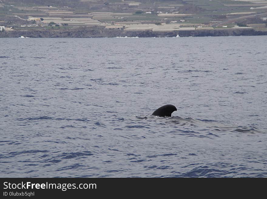 Mammal, Marine Mammal, Whales Dolphins And Porpoises, Water