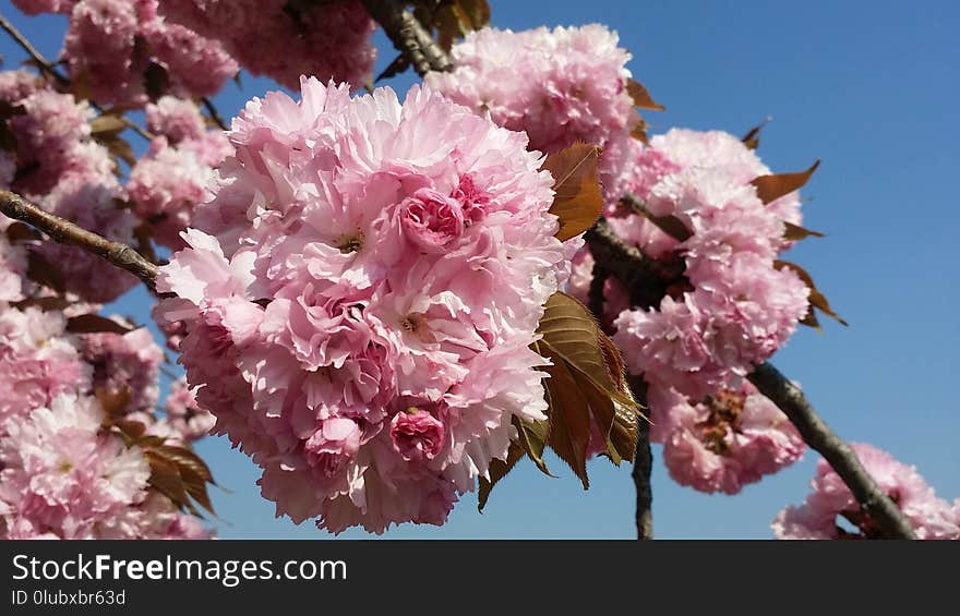 Pink, Blossom, Flower, Cherry Blossom