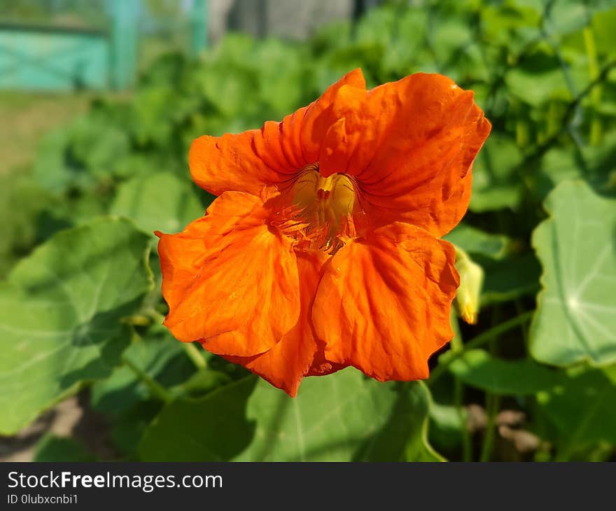 Flower, Plant, Wildflower, Annual Plant