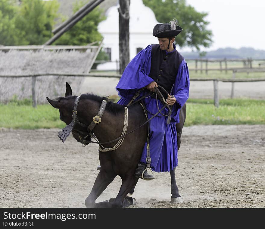 Horse, Rein, Stallion, Western Riding