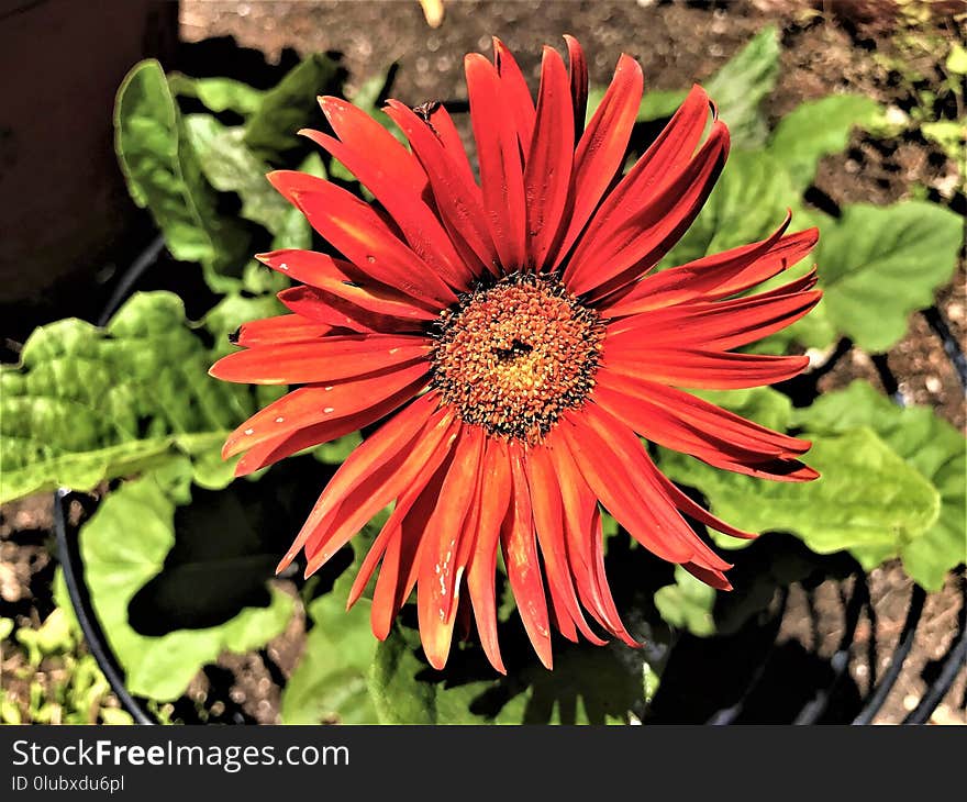 Flower, Flora, Plant, Flowering Plant