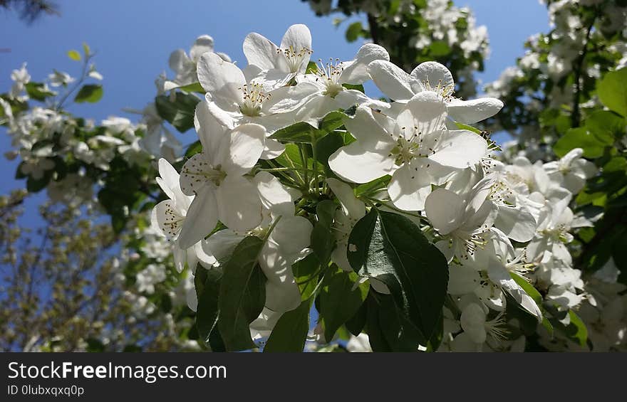 Plant, Flower, Blossom, Spring