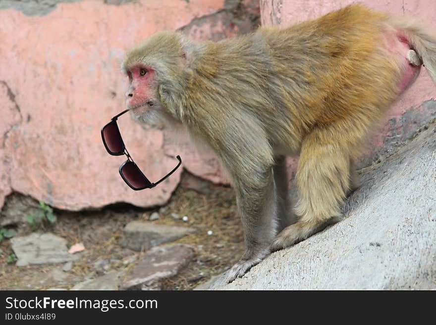 Macaque, Fauna, Primate, Old World Monkey