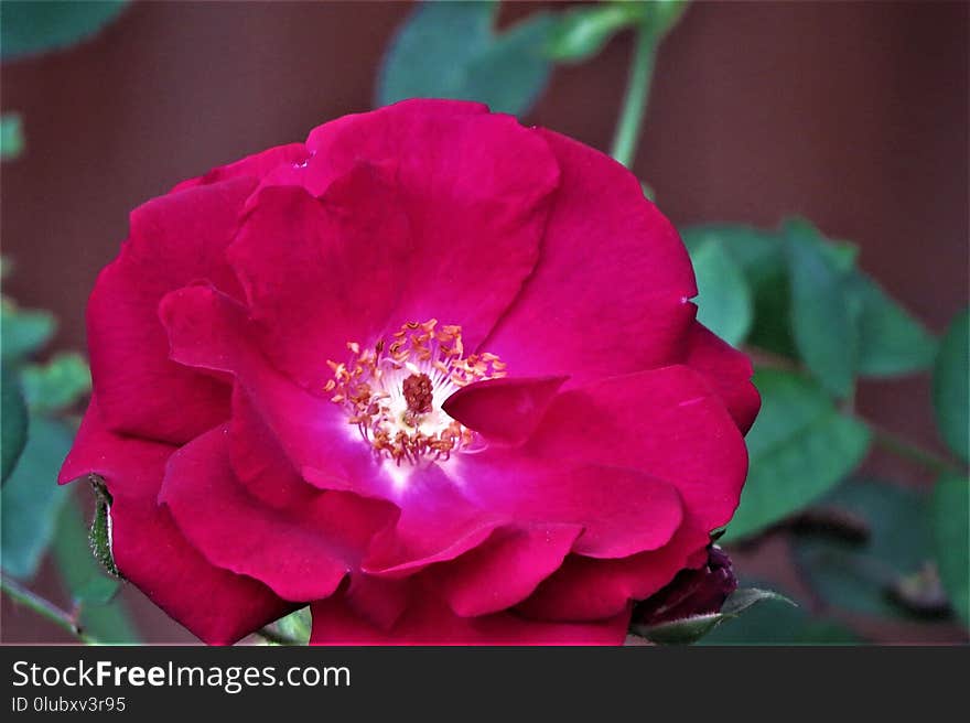 Flower, Rose Family, Rose, Floribunda