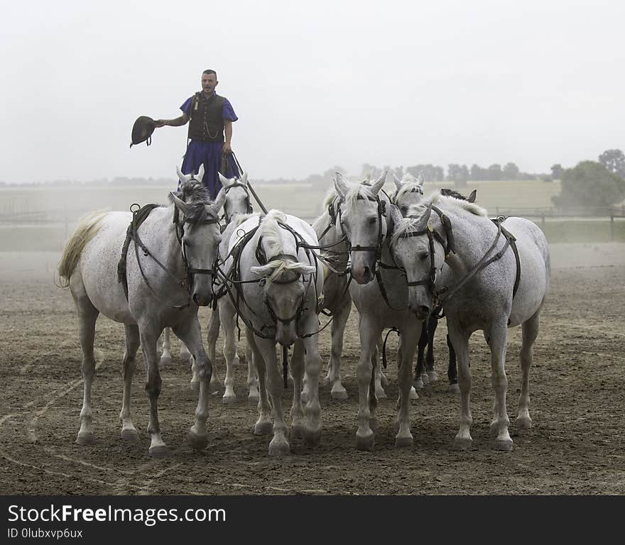 Horse, Rein, Horse Like Mammal, Mare